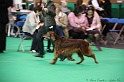 Crufts2011 031